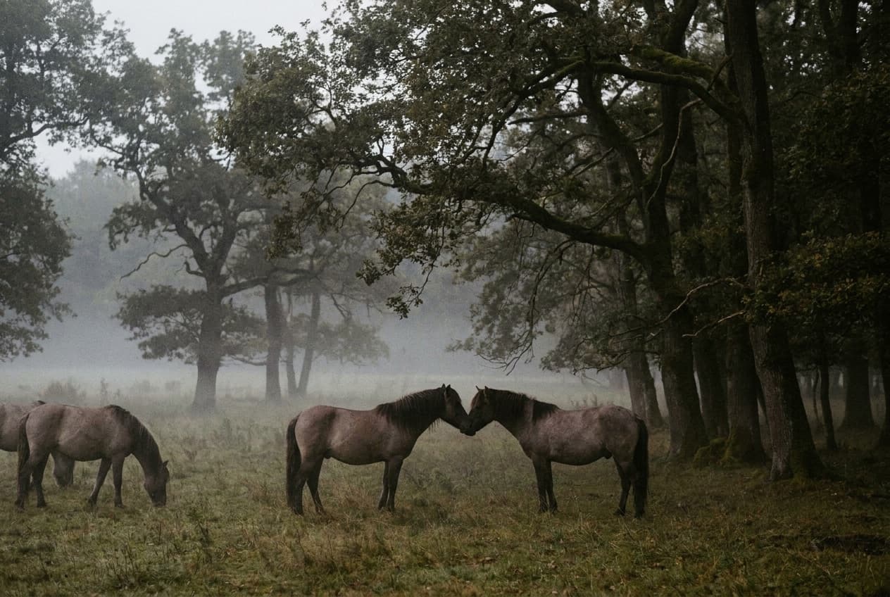 Eine kleine Pferdeherde grast im Morgennebel am Waldrand, zwei Tiere stehen sich zur gegenseitigen Fellpflege dicht beieinander.