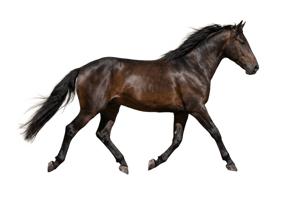 Trabendes Pferd