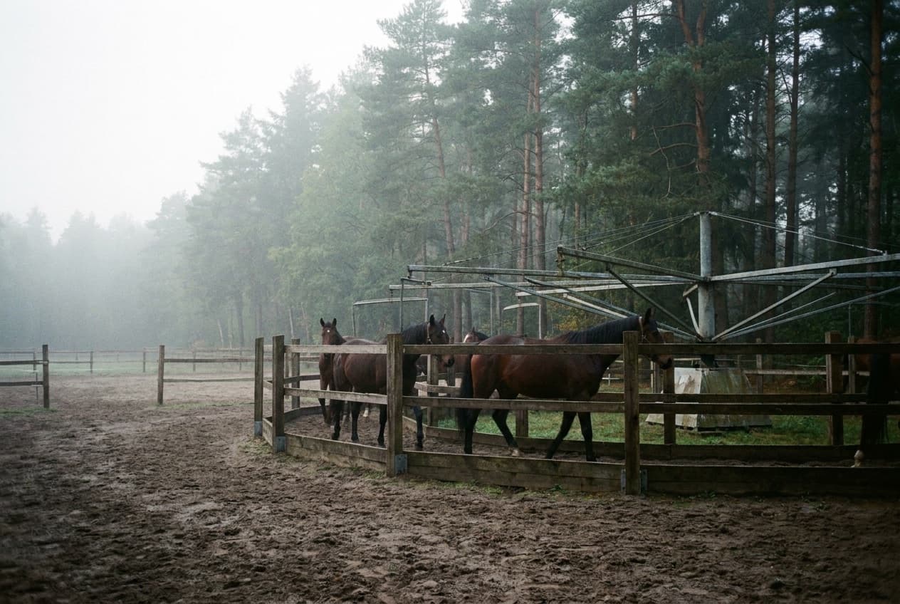 Pferde gehen ruhig im Schritt durch eine kreisrunde Führanlage am Waldrand, während morgendlicher Nebel über den Paddocks liegt.